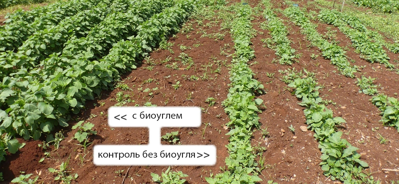 биоуголь