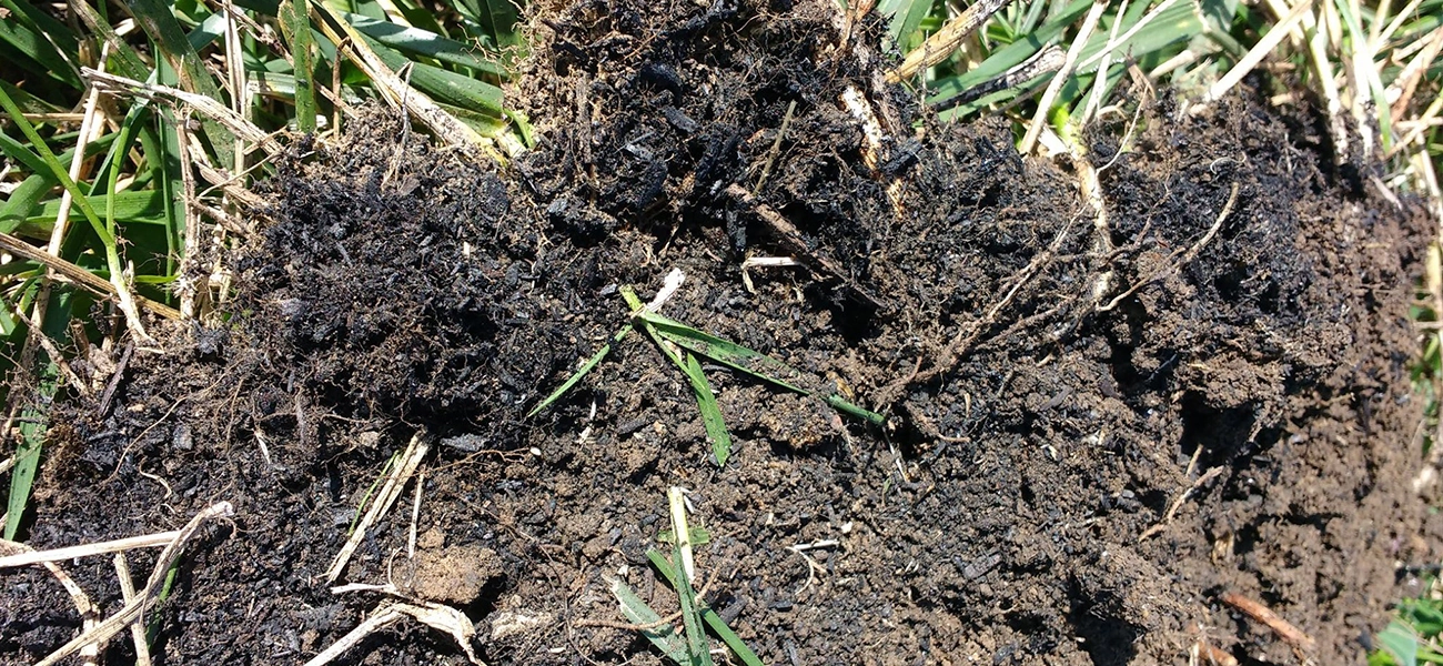 biochar
